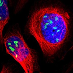 ZSCAN1 Antibody, Novus Biologicals:Antibodies:Primary Antibodies